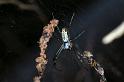 Argiope_protensa_D3568_Z_75_Mt Florence station_Australie